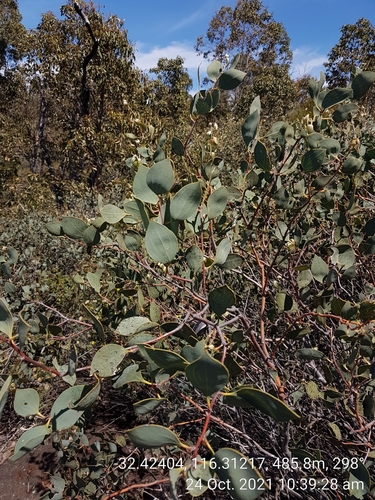 Image of Hakea petiolaris by (c) Em Lamond, some rights reserved (CC BY)