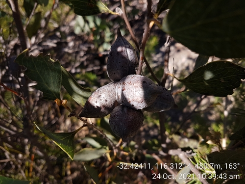 Image of Hakea petiolaris by (c) Em Lamond, some rights reserved (CC BY)