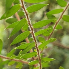 Acrotriche divaricata