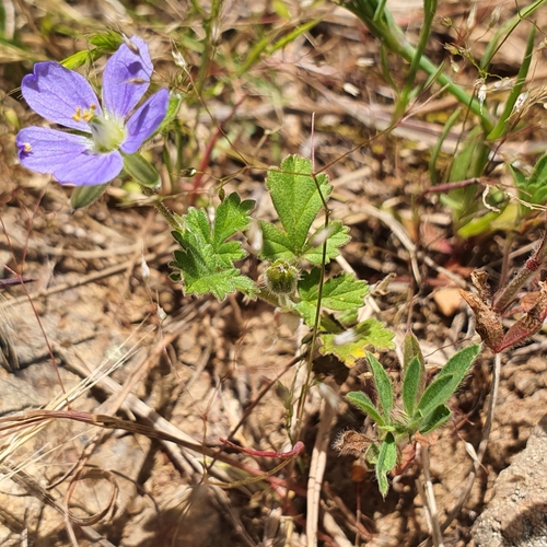 Image of Erodium crinitum by no rights reserved
