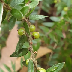 Acrotriche divaricata