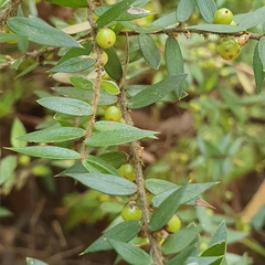 Acrotriche divaricata