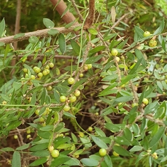 Acrotriche divaricata