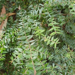 Acrotriche divaricata