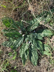 Mandragora autumnalis
