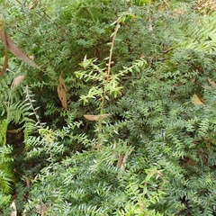 Acrotriche divaricata