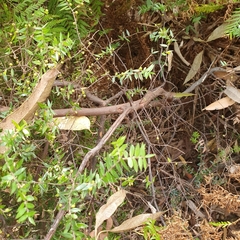 Acrotriche divaricata