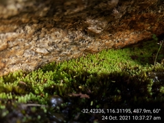 Schizymenium bryoides