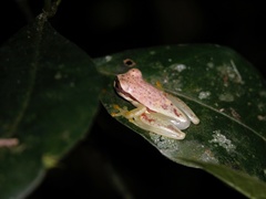 Dendropsophus rhodopeplus