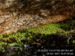 Schizymenium bryoides