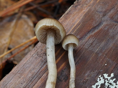 Myochromella boudieri