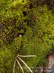 Calymperastrum latifolium