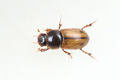 Bodilopsis sordida