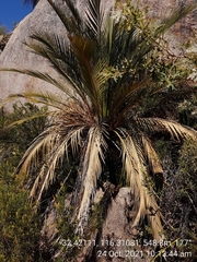 Calymperastrum latifolium