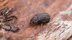 Trox scaber