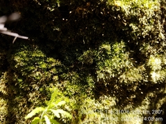 Calymperastrum latifolium