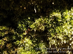 Calymperastrum latifolium