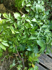 Amorphophallus hirtus
