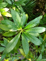 Rauvolfia verticillata