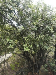 Acokanthera oppositifolia