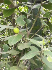 Acokanthera oppositifolia