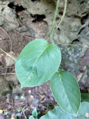 Argyreia formosana