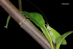 Chondroderella borneensis