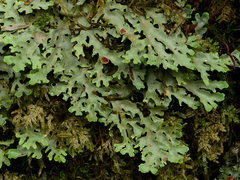 Pseudocyphellaria homoeophylla image