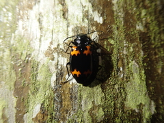 Lioptera erotyloides