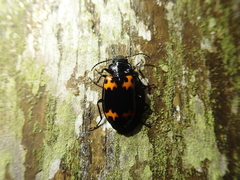 Lioptera erotyloides