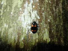 Lioptera erotyloides