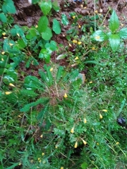 Biophytum sensitivum