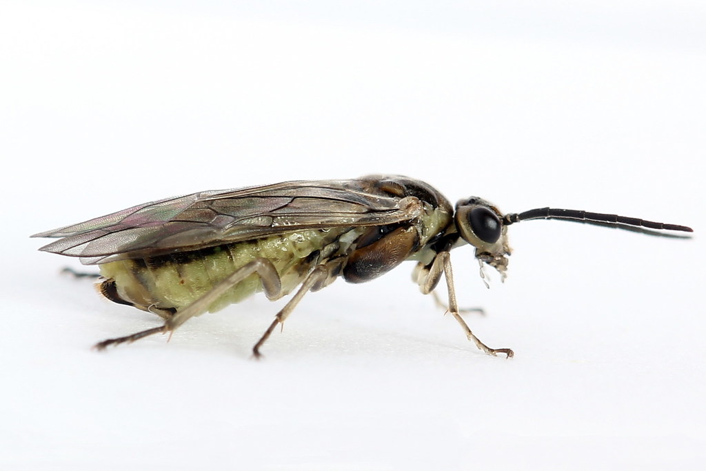 Striped Willow Nematine