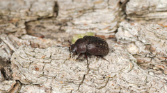 Aesalus scarabaeoides