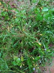 Biophytum sensitivum