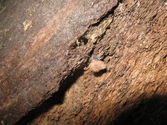 Alycaeus conformis