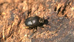 Onthophagus joannae