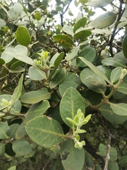 Acokanthera oppositifolia