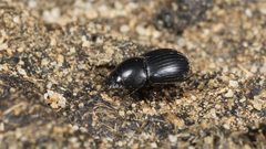 Agrilinus ater