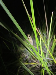 Litoria olongburensis