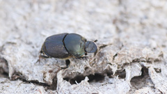 Onthophagus illyricus