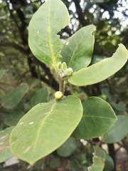 Acokanthera oppositifolia