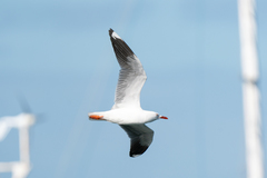 Chroicocephalus novaehollandiae