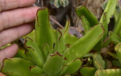 Cotyledon cuneata