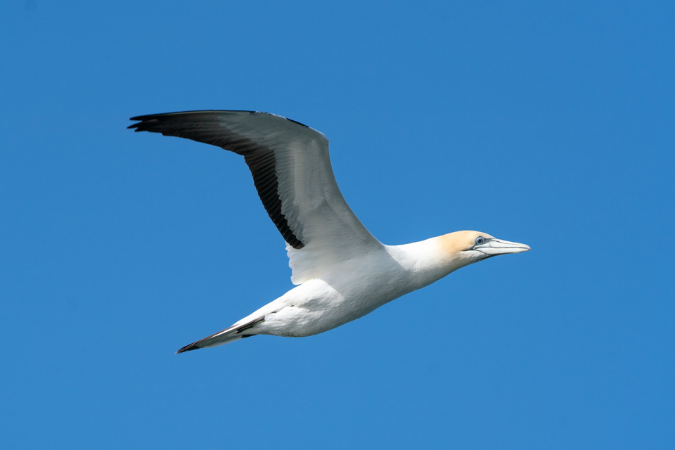 Australasian Gannet from Geelong, Victoria, Australia on October 24 ...