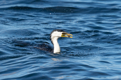 Microcarbo melanoleucos