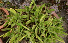 Cotyledon cuneata