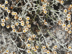 Helichrysum cochleariforme