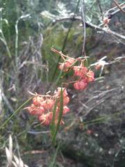 Lasiopetalum rufum