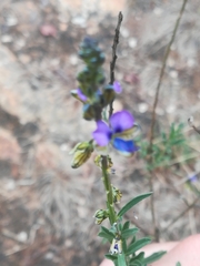 Polygala producta